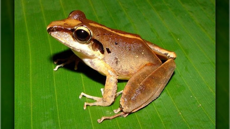 Craugastor frog on green leaf