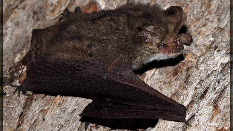 long-eared bat lying on wood