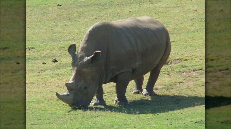 Northern white rhinoceros grazing sunlit