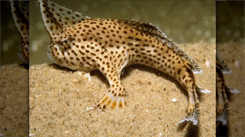 spotted handfish walking on sand