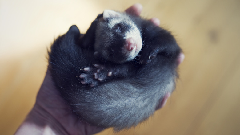 baby ferret sleeping in hand