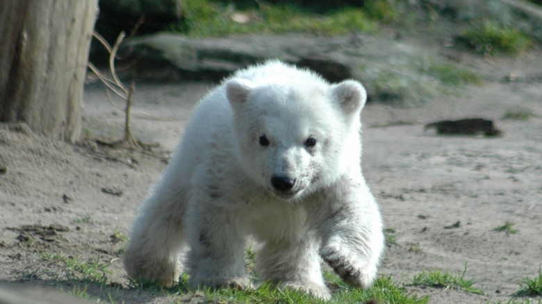  polar bear Knut walking