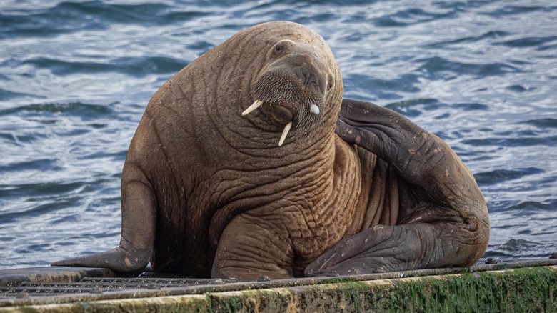 walrus Wally resting on a pier