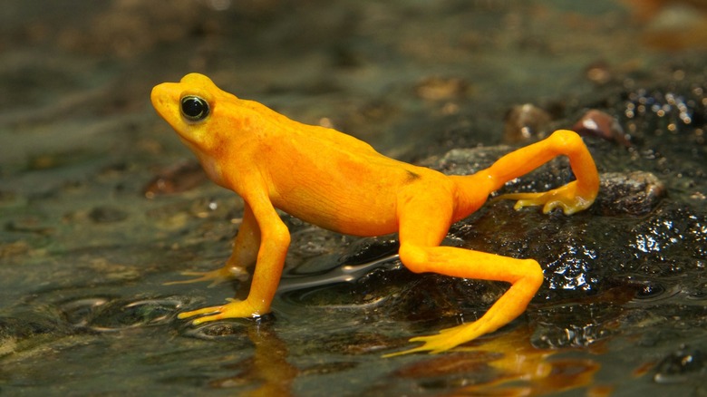 Panamanian golden frog in water