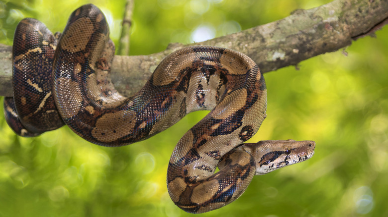 boa constrictor wrapped around tree