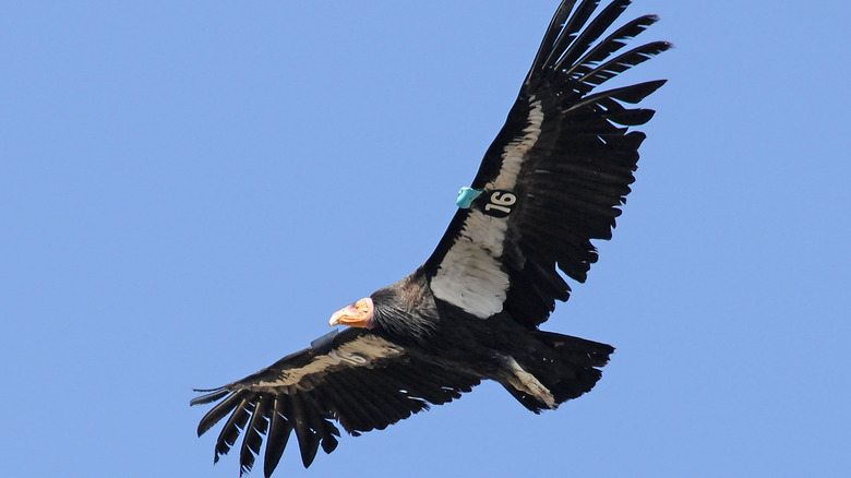 california condor flying