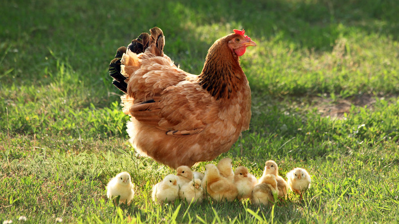 chicken and chicks standing in grass