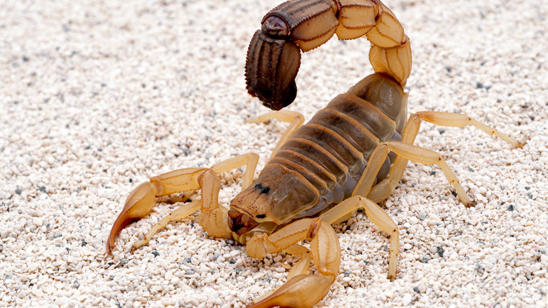 scorpion in the sand