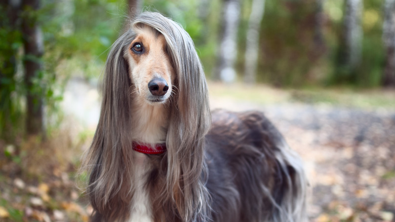 An Afghan dog with long hair
