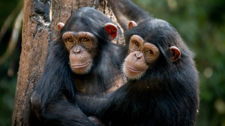 Chimpanzees hugging