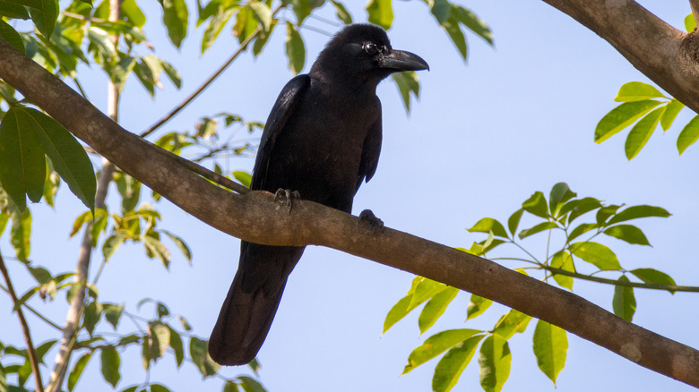 A New Caledonian crow in a tree