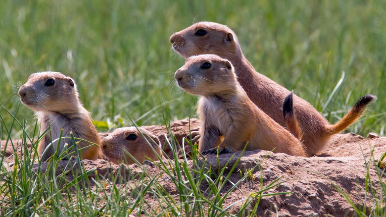 A group of prairie dogs in grass
