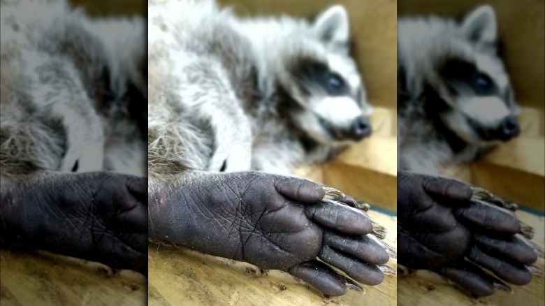 A raccoon's foot