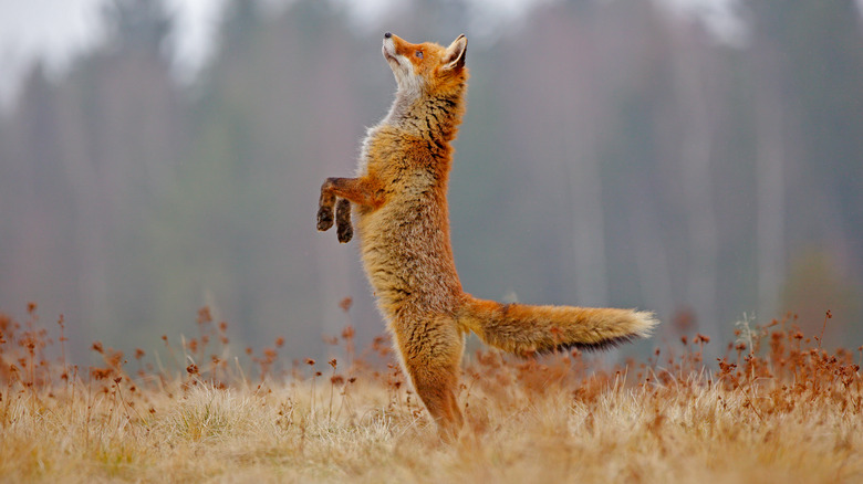 Red fox standing on back legs