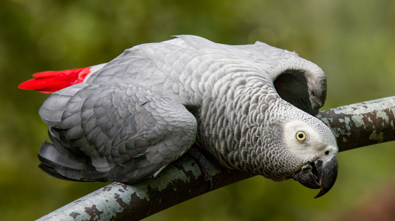 African gray parrot on branch