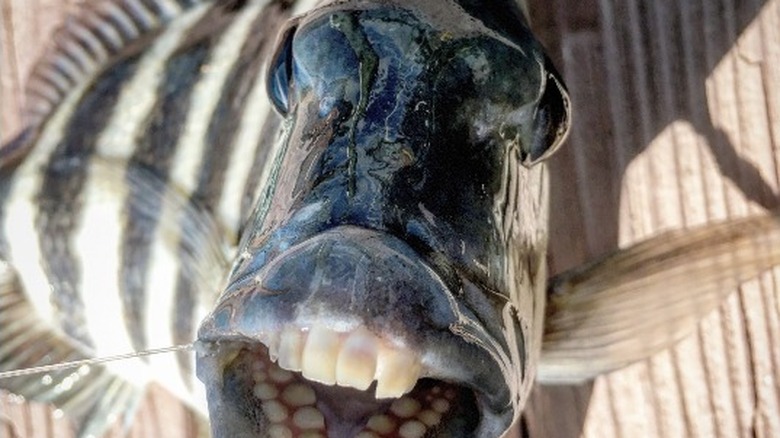 The teeth of a sheepshead fish