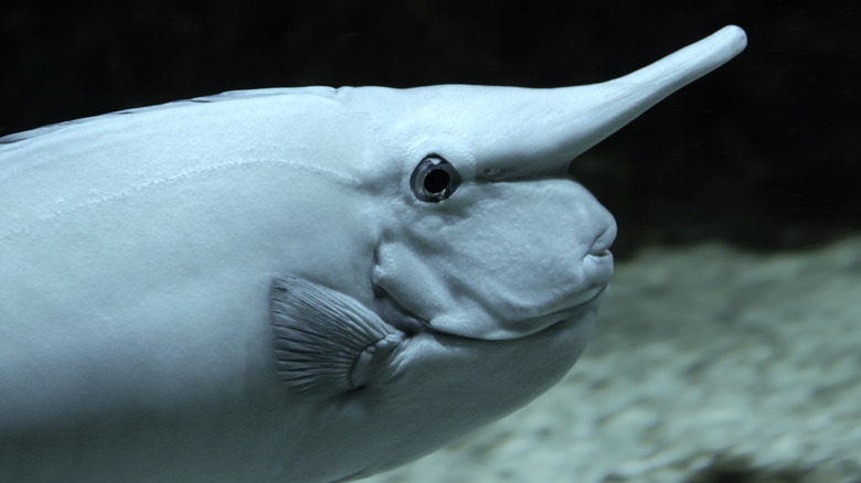 side-eye from whitemargin unicornfish