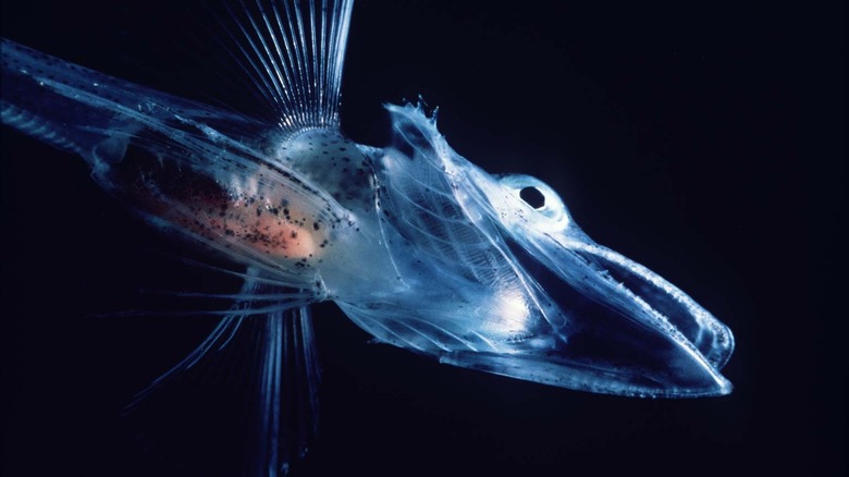 Semi-translucent icefish