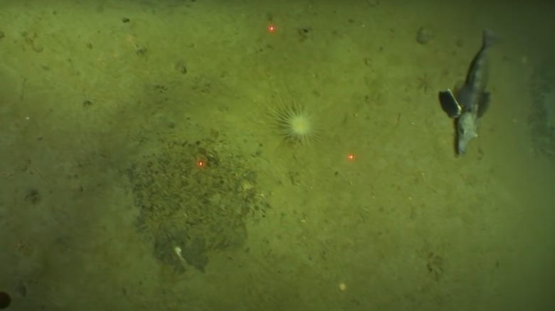 Icefish nesting on the ocean floor