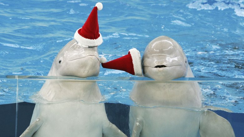 beluga whale santa hat
