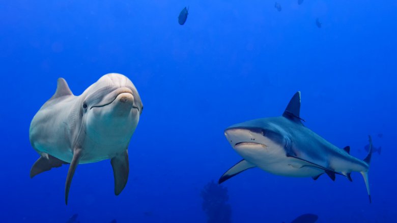 dolphin and shark