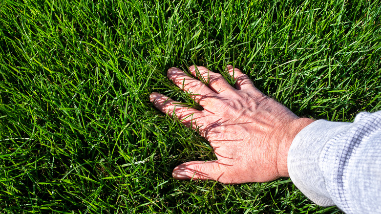 A hand outside touching grass