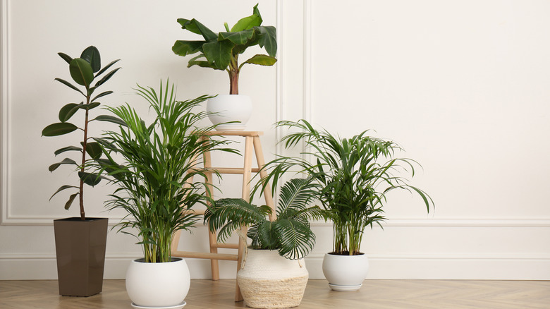 A group of potted houseplants