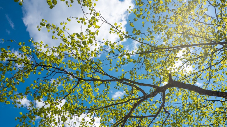 Tree leaves against a blue sky