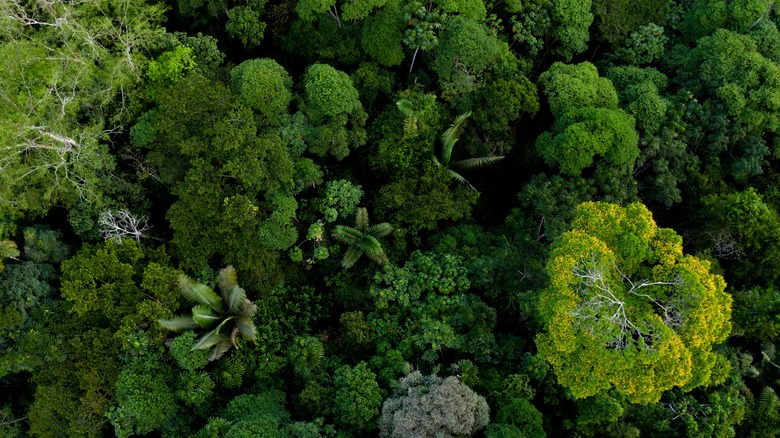 A treetop viewed from above