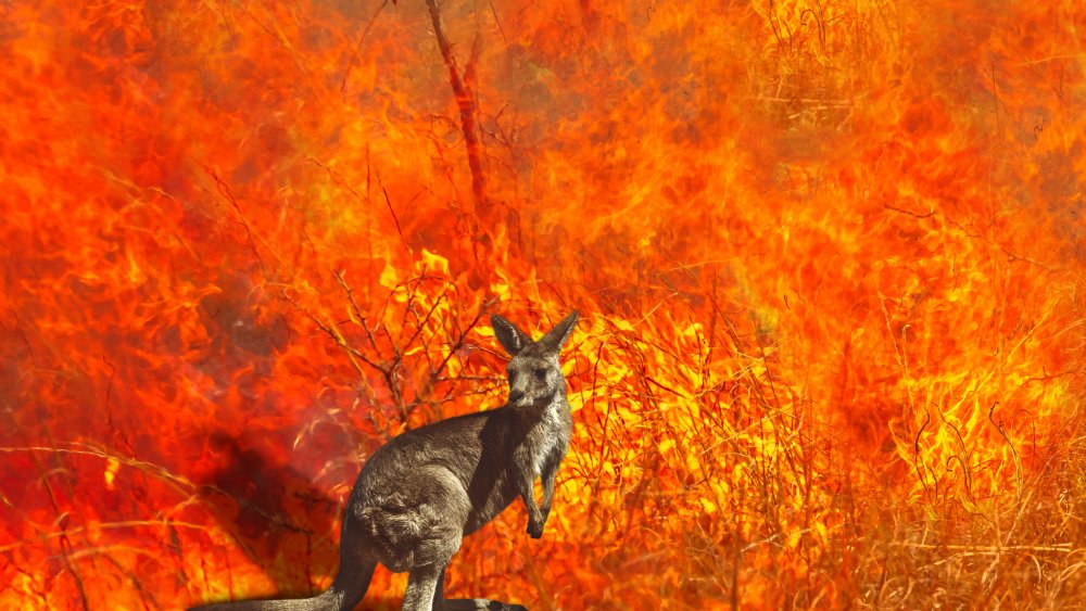 Kangaroo Wildfire