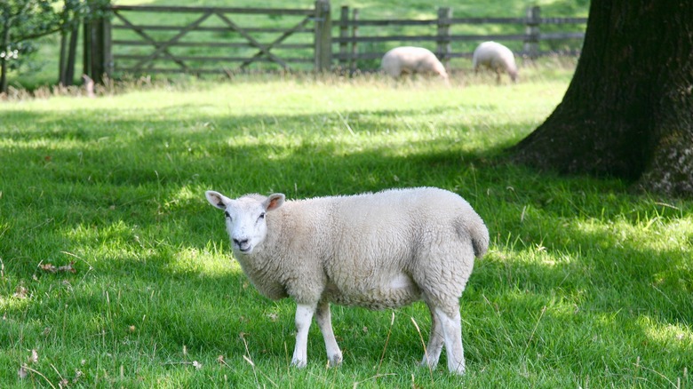 Dolly the sheep in green pasture