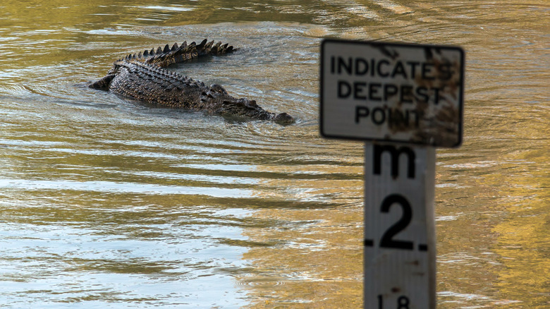 Cahills Crossing, Australia crocodile in the water