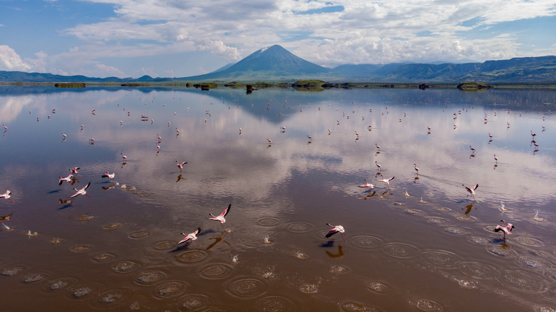 Lake Natron, North Tanzania flamingos flying