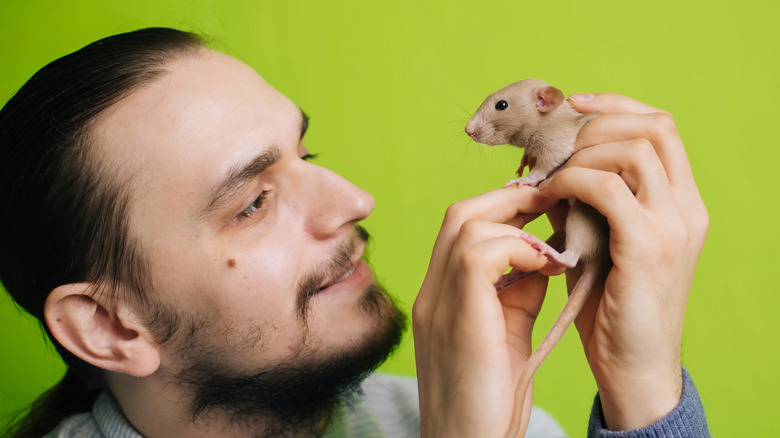 Man tickling rat