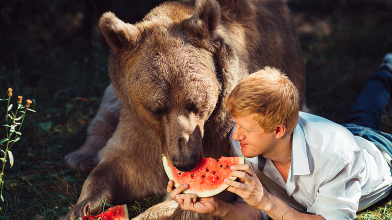 bear and man eating watermelon