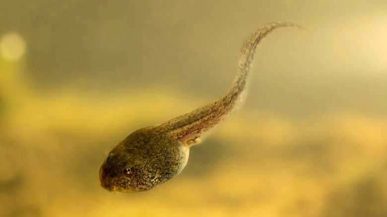 Closeup of brown tadpole blurred background