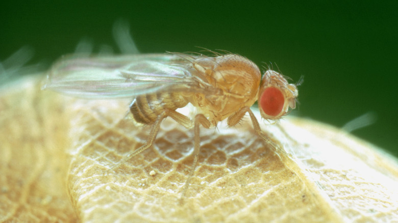 Closeup of fruit fly red eyes