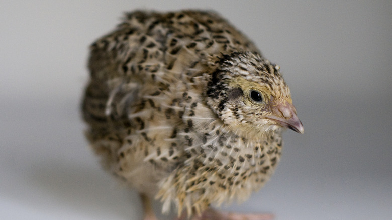 Young brown speckled Japanese quail