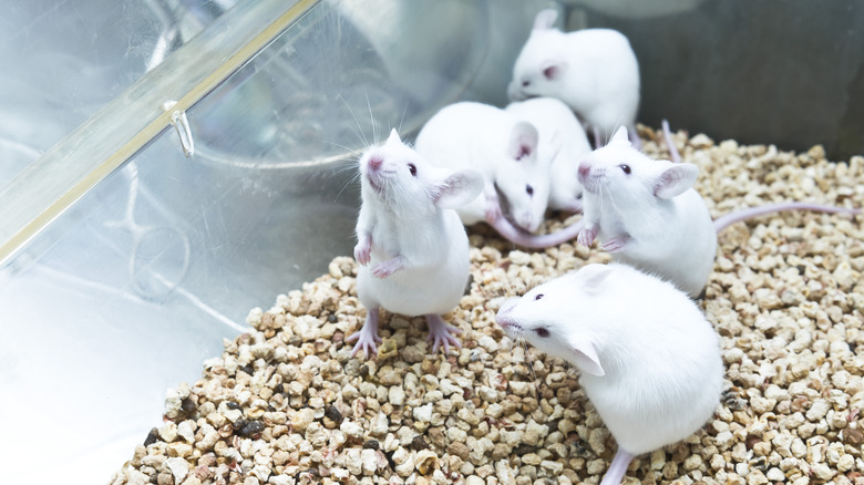 Group of caged white mice