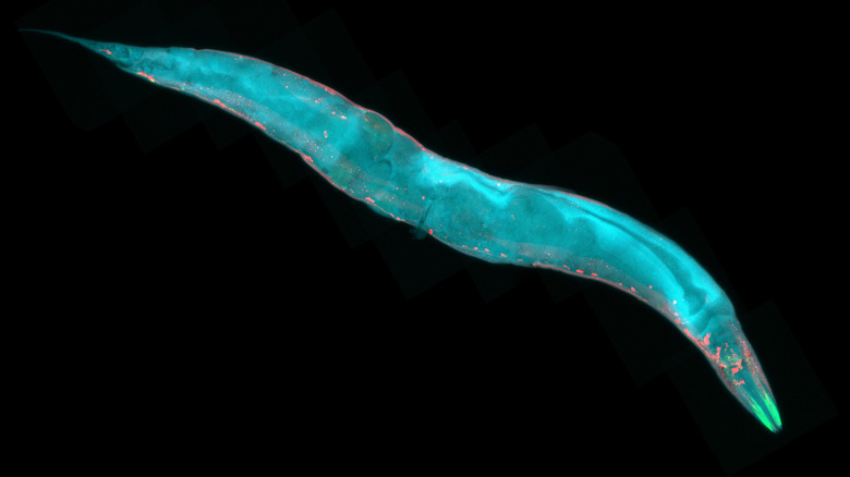 Blue nematode worm black background