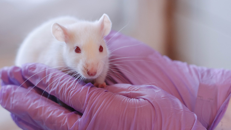White rat held in purpled gloved hands