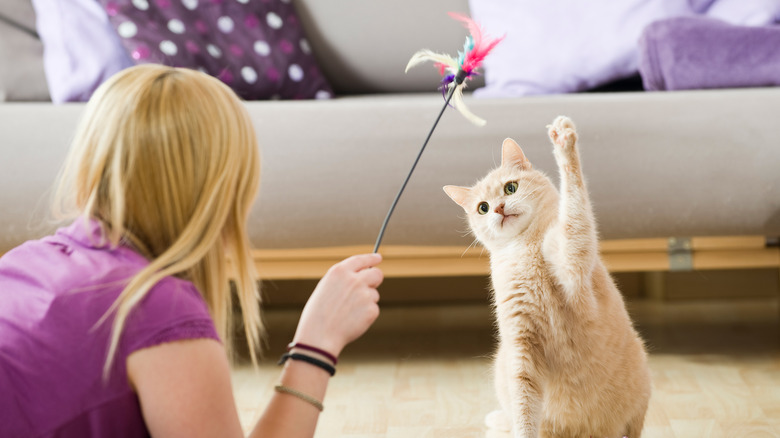 Cat pawing feather toy with owner
