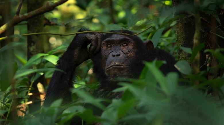 Chimpanzee in Uganda forest