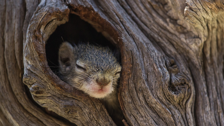 Sleeping squirrel