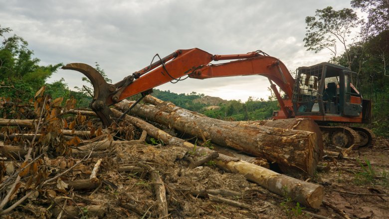 Clear cutting forest