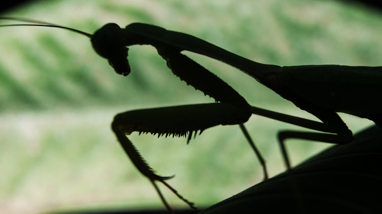 praying mantis silhouette