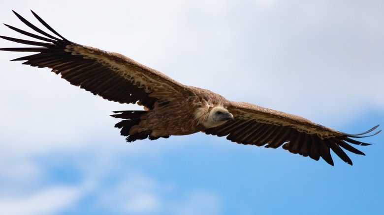 A Griffon Vulture in flight
