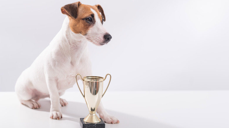 dog with trophy