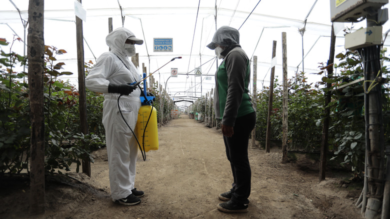 flower workers in Ecuador spray
