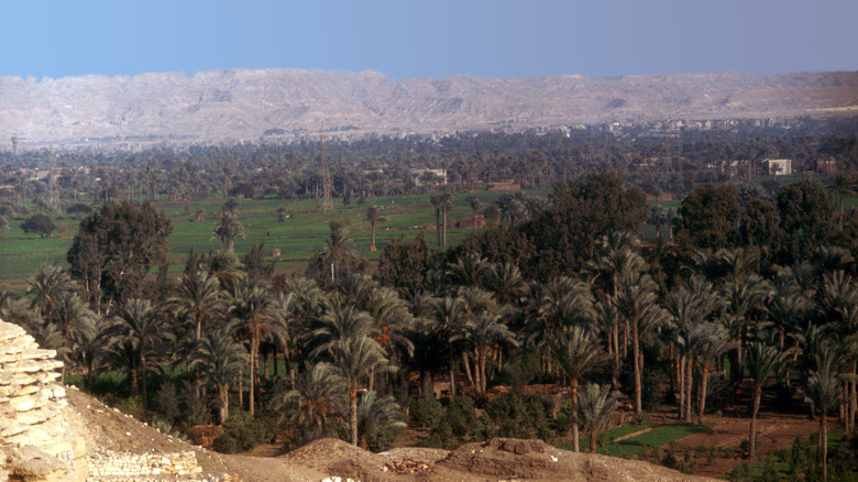 Semi-arid landscape with palm trees and distant mountains